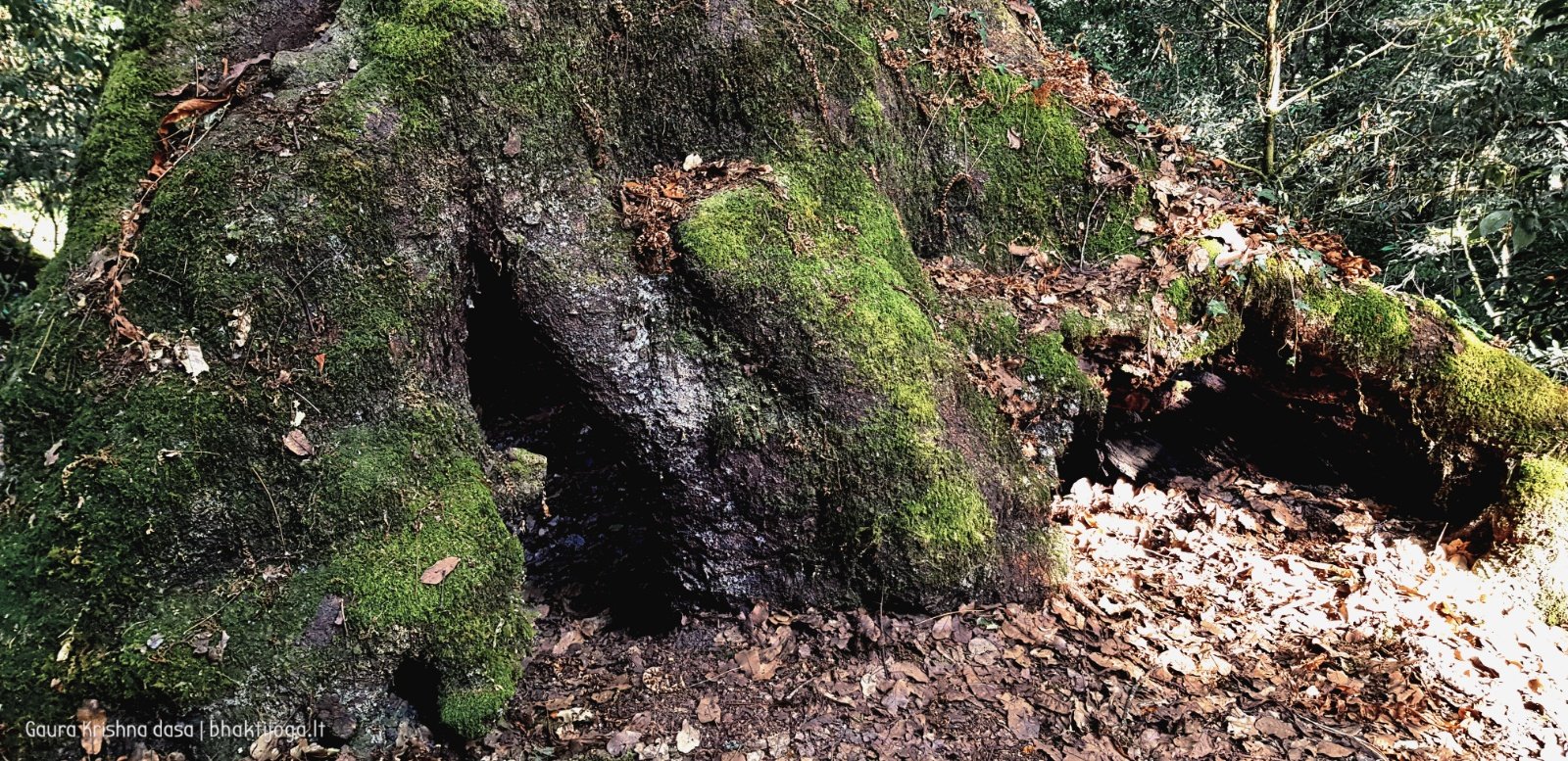  Trees. Shivapuri mountain. Kathmandu. 2019.01.15
